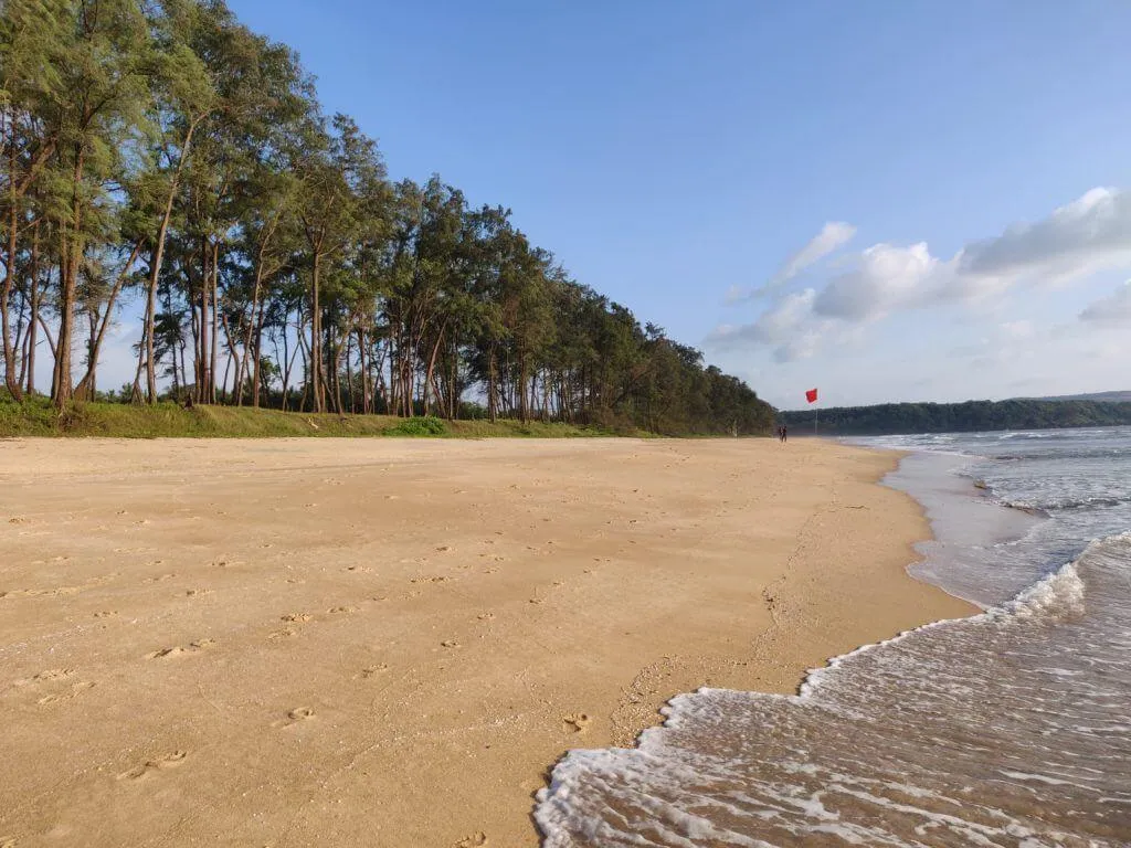 The untouched, pine-fringed shoreline of Galgibaga Beach