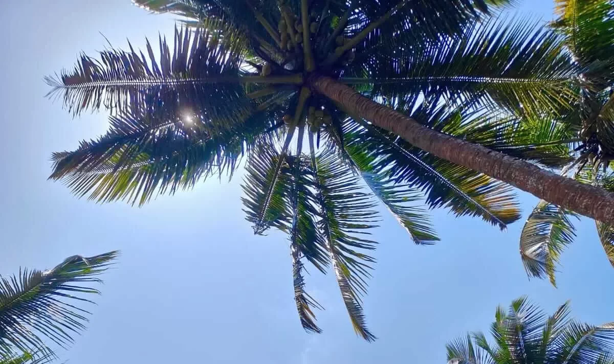 Lush green coconut palms surrounding a Turtle Hill villa